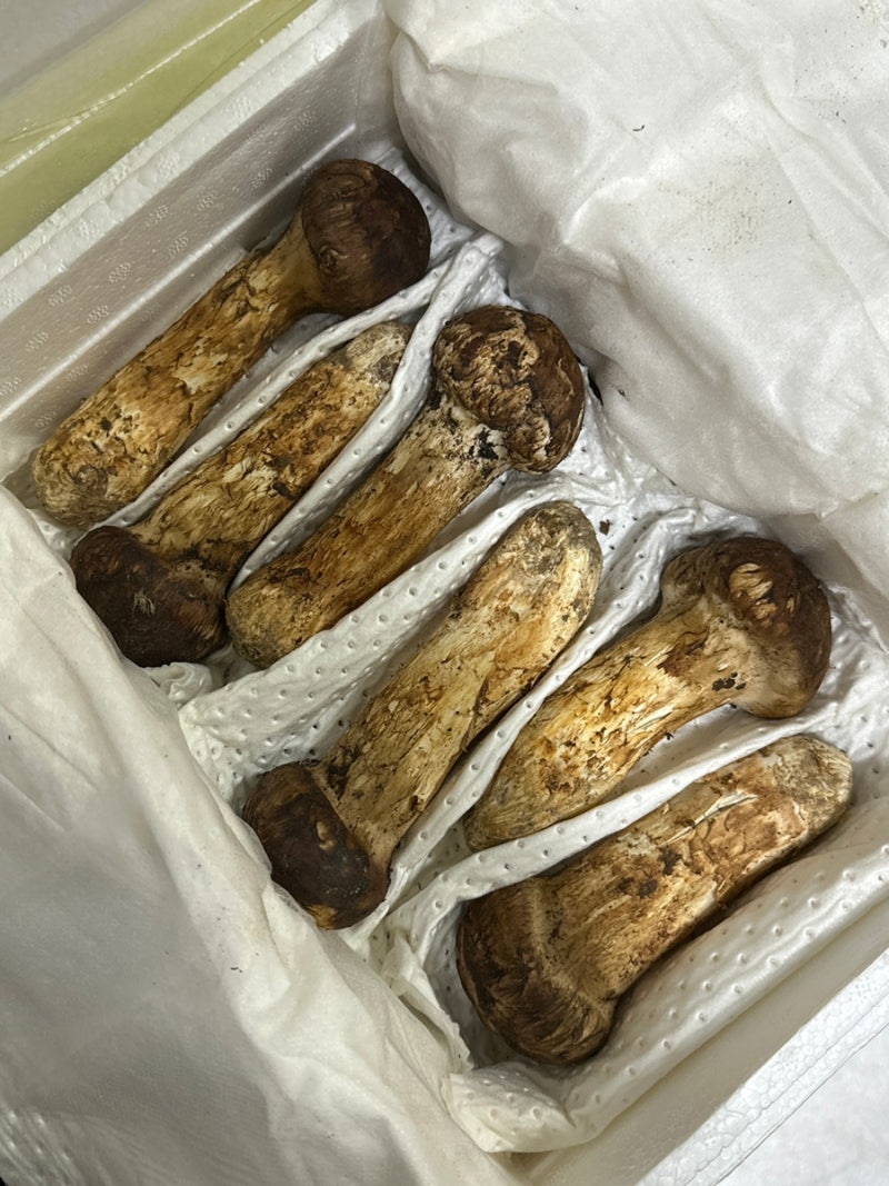 2026년도 시세 가격 백두산 자연산 송이버섯 추석선물 추천 판매(+맛있게 먹는 방법)