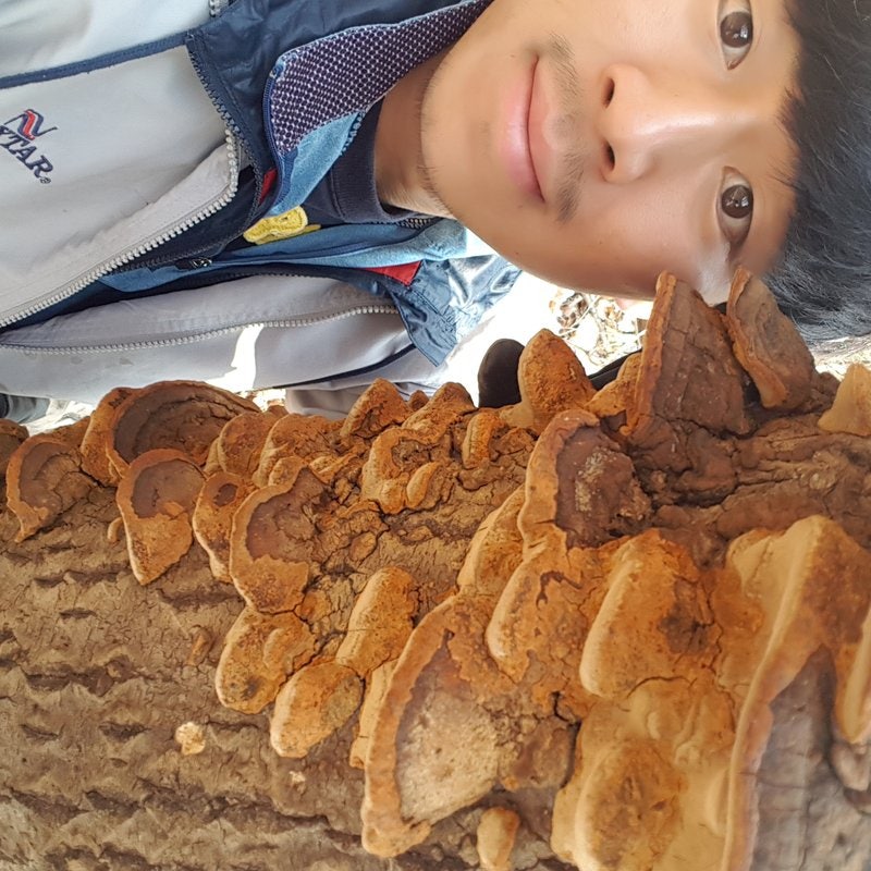 "산에서 딴" 상황버섯, 어떻게 써야 할까? 초보자를 위한 손질과 활용 가이드 · 보관 방법
