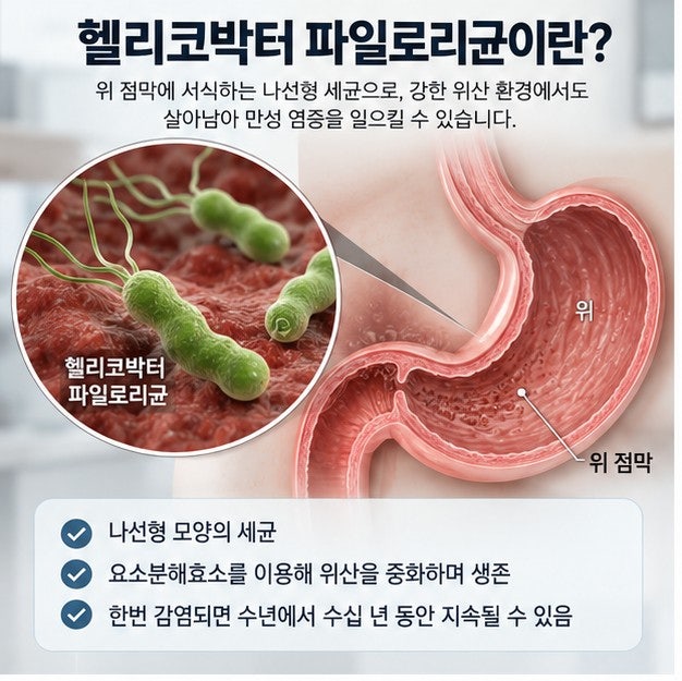 헬리코박터균 감염, 증상, 원인, 검사, 제균치료, 전염, 위암 위험 등 총정리