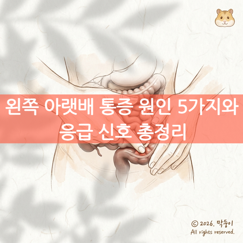 왼쪽 아랫배 통증 원인 5가지와 응급 신호 총정리