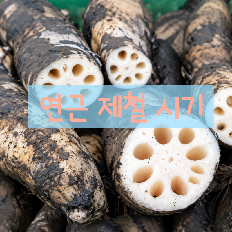 연근 제철 시기 와 효능 5가지, 당뇨에 먹어도 될까?