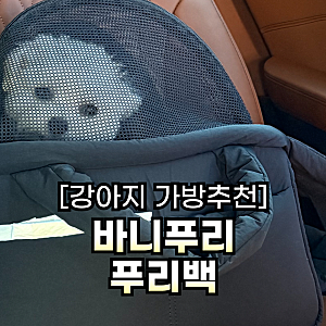 기내사용가능 강아지 이동가방 바니푸리 푸리백 내돈내산｜케이펫페어에서 직접 보고 구매....