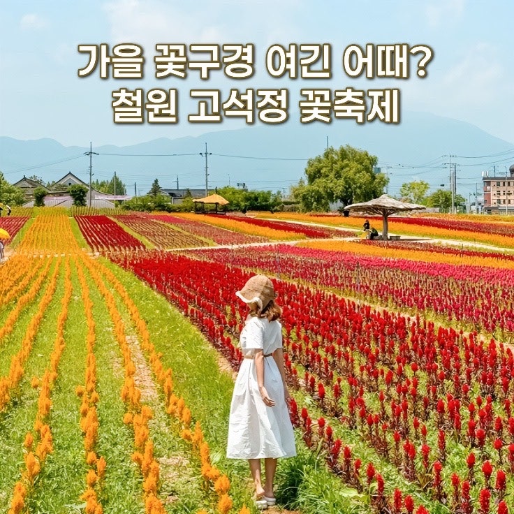 철원 고석정 꽃축제 가을 꽃밭 2026 철원 가볼만한곳