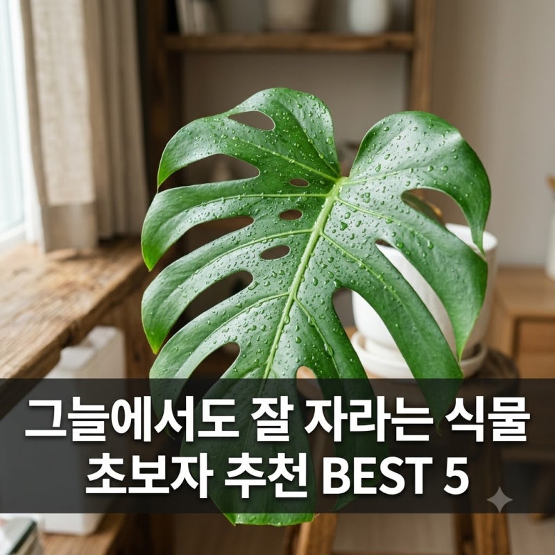 햇빛 없는 집에서도 잘 자라는 식물 초보라면 이 5가지 종류로 시작하세요