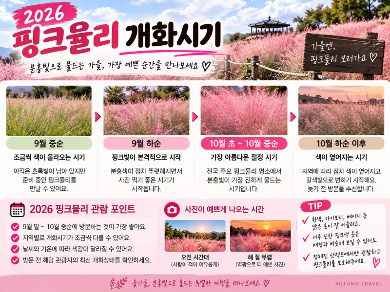 2026 핑크뮬리 개화시기｜전국 명소 BEST 10·9월말 10월 절정시기 총정리