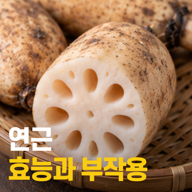 연근 매일 먹으면? 효능부터 하루 섭취량까지 정리