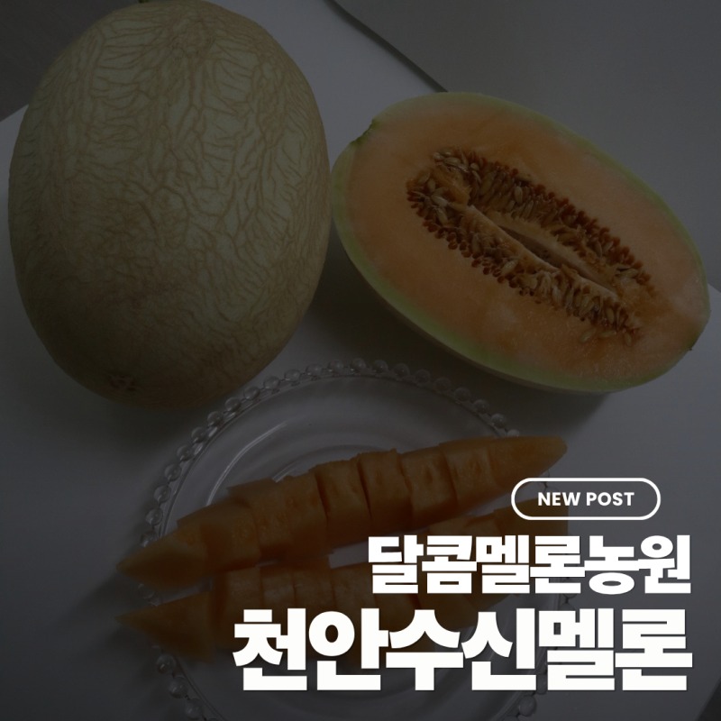 달콤멜론농원의 천안 수신멜론 직접 먹어본 리얼 리뷰