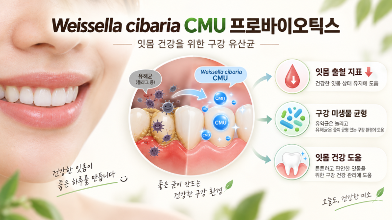 Weissella cibaria CMU 프로바이오틱스(제2026-02호) - 잇몸 가까이에 머무는 구강 유산균 이야기