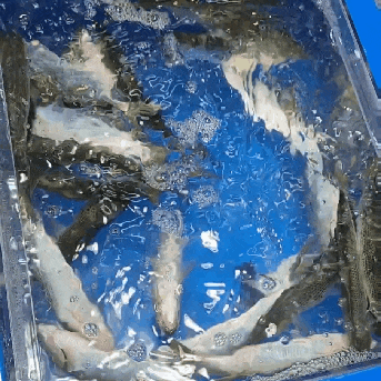 포항 죽도시장 | 가을 전어 1kg 얼마일까?(+가을 전어의 모든 것)