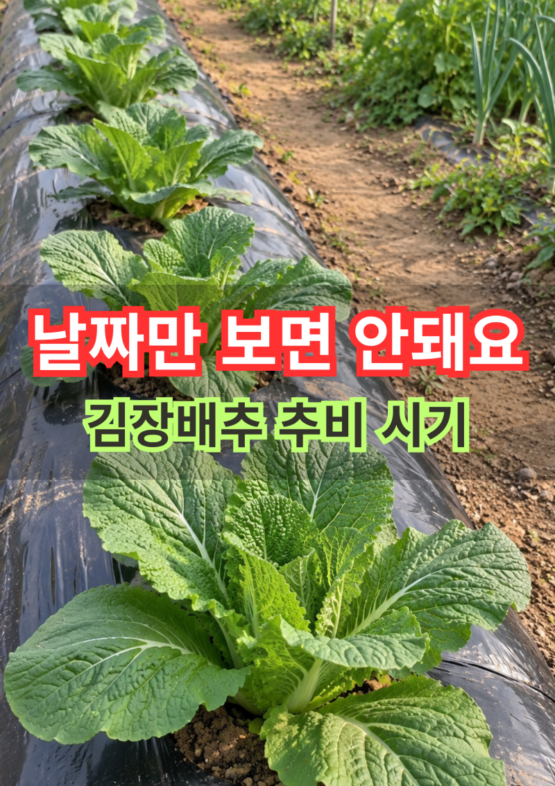 날짜만 보면 안돼요, 김장배추 추비 시기 비료 주는 법 배추키우기
