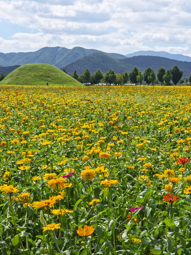 [경주] 9월 가볼만한곳 경주 놋점들 | 백일홍 만개, 황리단길 근처 고분뷰 가을꽃·백일홍 명....