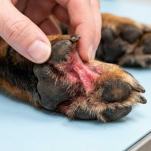 강아지 피부염증 연고 찾기 전에 꼭 확인해야 할 5가지