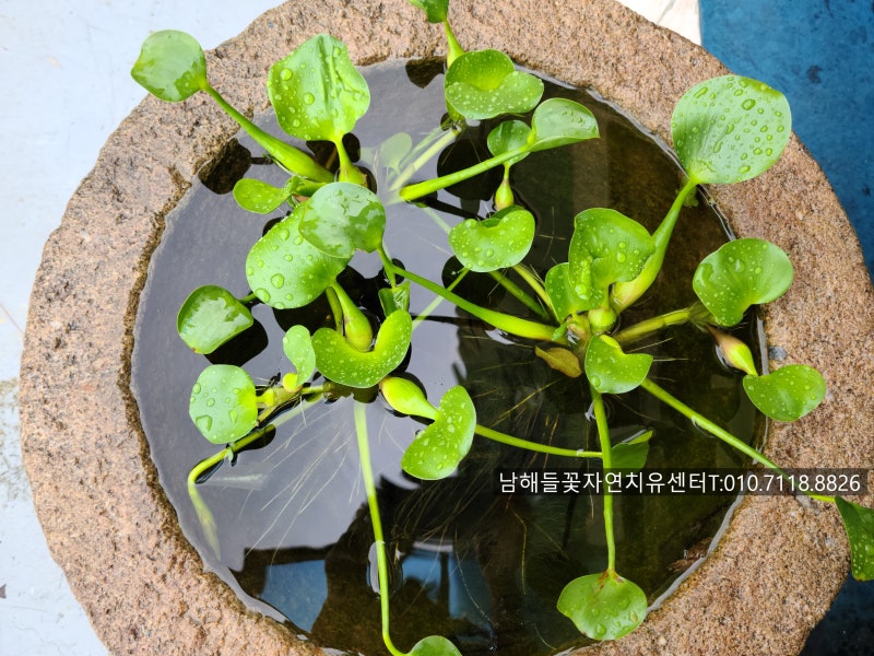 유방암 바로알기 #42유방암 전이, 어디에 많이 생길까요? 허리가 아프면 뼈전이일까요? 뼈·폐....