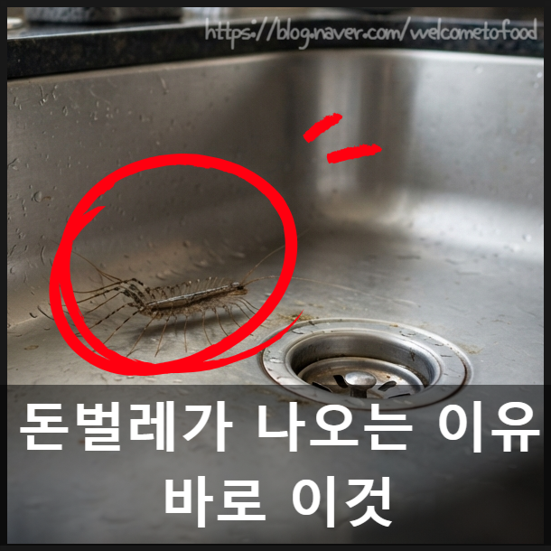 그리마(돈벌레) 퇴치제 추천, 집에 생기는 이유와 없애는 법
