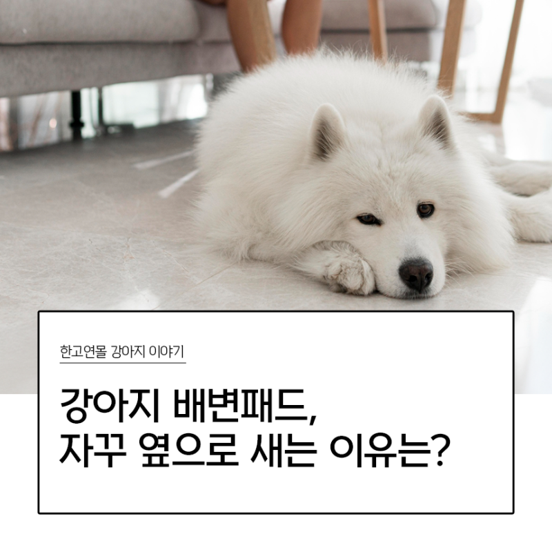 강아지 배변패드 추천, 자꾸 옆으로 새는 이유부터 알아야 해요