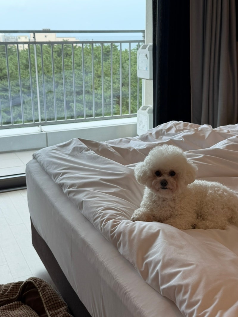 [강릉 세인트존스호텔] 펫룸 2연박 솔직 후기! 펫 오션 트윈 vs 펫 더블룸 비교 & 애견동반 인....
