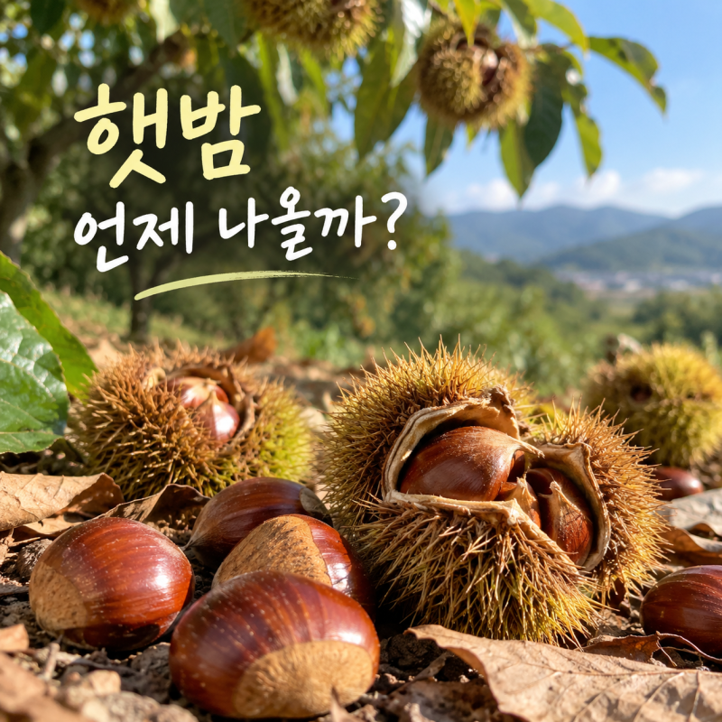 공주 알밤 수확시기, 햇밤은 언제 나올까?