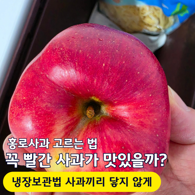 홍로사과 고르는 법, 꼭 빨간 사과가 맛있을까? 냉장 보관법까지