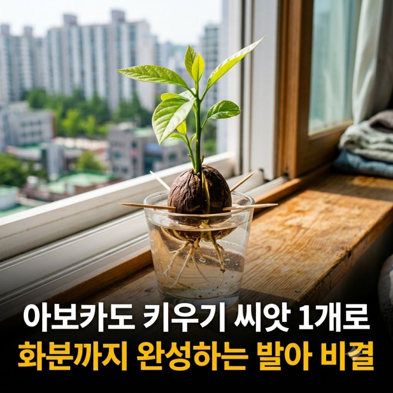 아보카도 키우기 씨앗 1개로 화분까지 완성하는 발아 비결