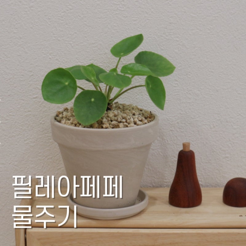 페페 종류 필레아 페페 키우기 물 주는 주기