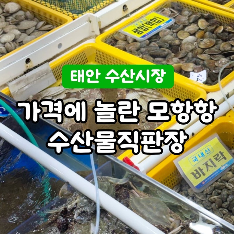태안 수산시장 모항항 수산물직판장｜싱싱하고 저렴했던 광어회 포장 후기
