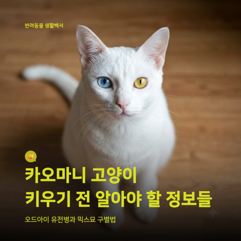 카오마니 고양이 입양 전 체크리스트: 오드아이 유전병과 믹스묘 구별법