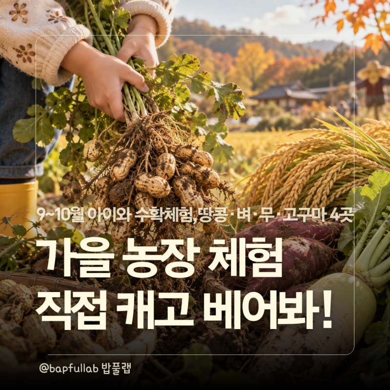 9월~10월 아이 농촌체험 어디 갈까? 땅콩캐기 벼베기 무뽑기 고구마 수확 4곳 체험 농장