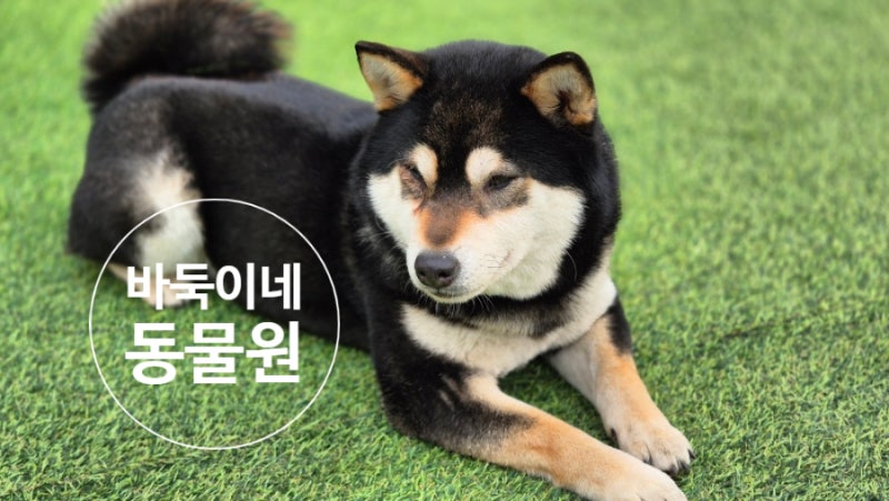 [충남 보령] 아이랑 보령 가볼만한 곳, 개화예술공원  바둑이네 동물원 | 대전세종 동물체험