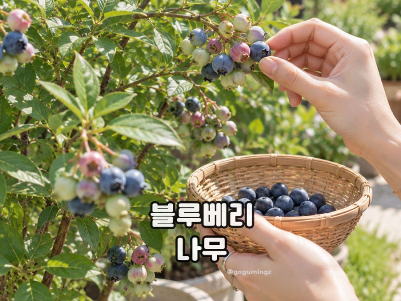 블루베리나무 키우기 물주기와 흙, 삽목, 수확시기,겨울 관리는?