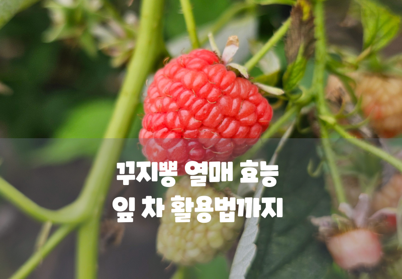 꾸지뽕 열매 효능부터 구찌뽕 나무 잎 차 활용법까지 완벽 총정리