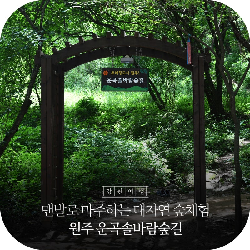 발끝으로 만나는 치유의 숲, '원주 운곡솔바람숲길'