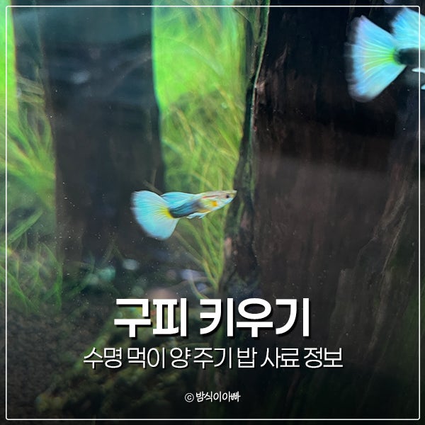 열대어 물고기 종류 구피 키우기 수명 먹이 양 주기 밥 사료 정보
