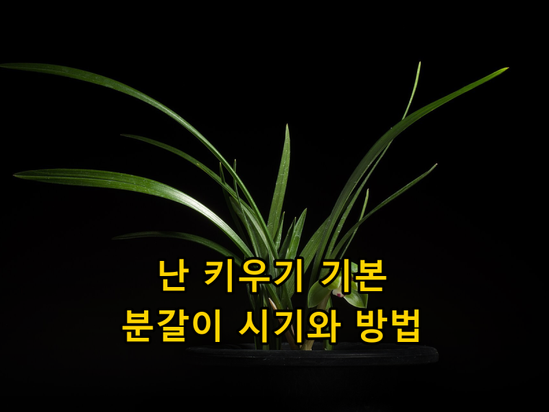 난 키우기 기본, 분갈이 시기와 방법 (동양란·서양란 물주기까지)