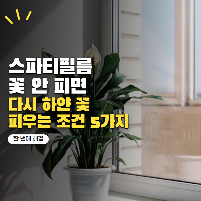 스파티필름 키우기 꽃이 안 피는 이유는? 다시 하얀 꽃 피우는 조건 5가지