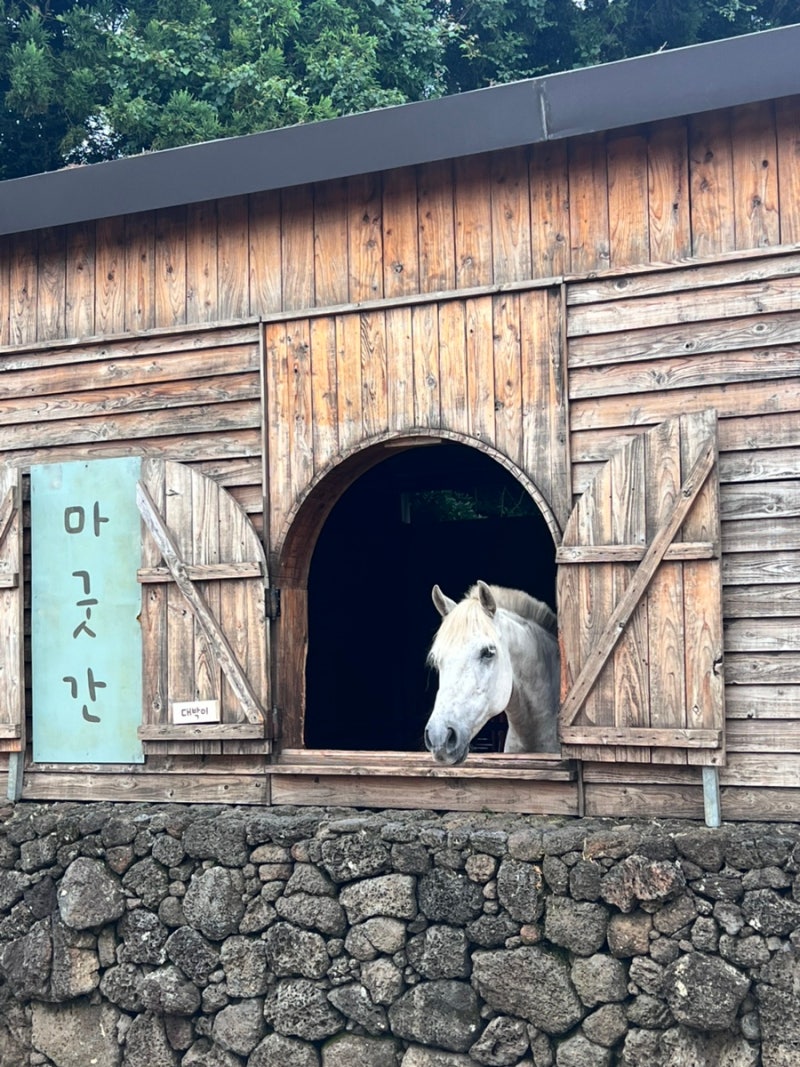 제주 목장카페 밭디 내돈내산 후기 | 말먹이주기 체험·승마·주차·메뉴 총정리