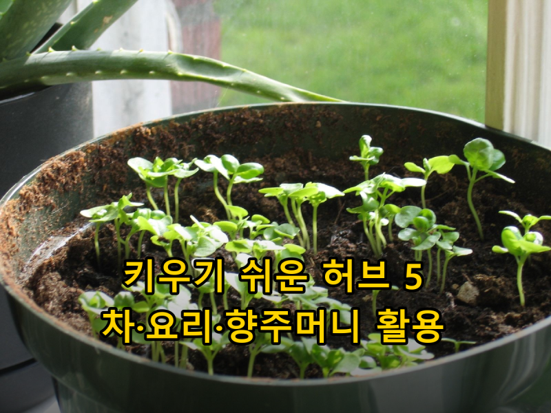 집에서 키우기 쉬운 허브 5가지와 활용법, 허브차·요리·향주머니까지