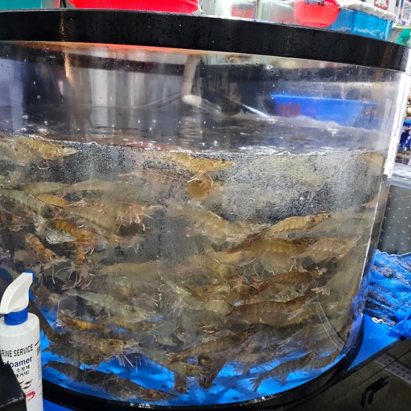 궁평항 수산시장 꽃게 새우 오징어회 시세 내돈내산