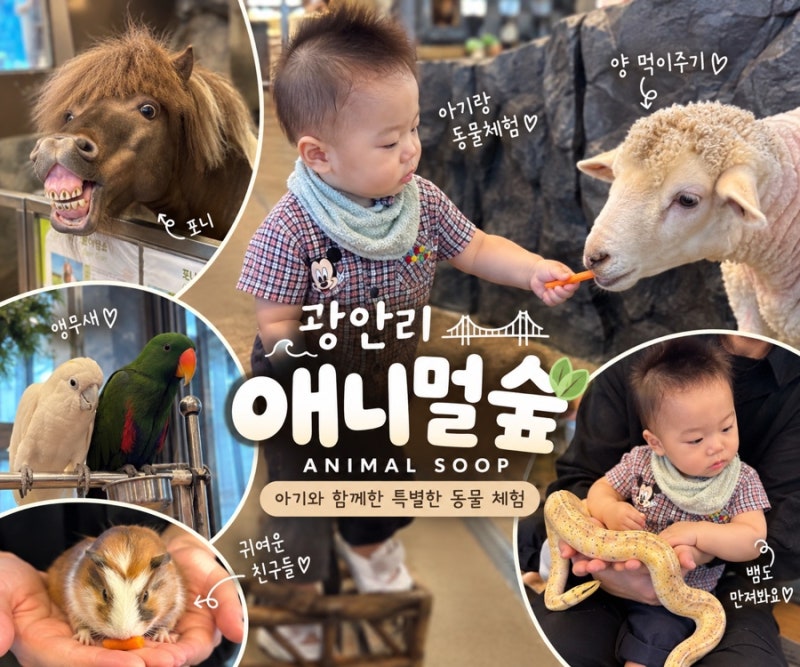 부산 아이와 가볼만한 곳｜광안리 애니멀숲 실내동물원 동물카페 후기