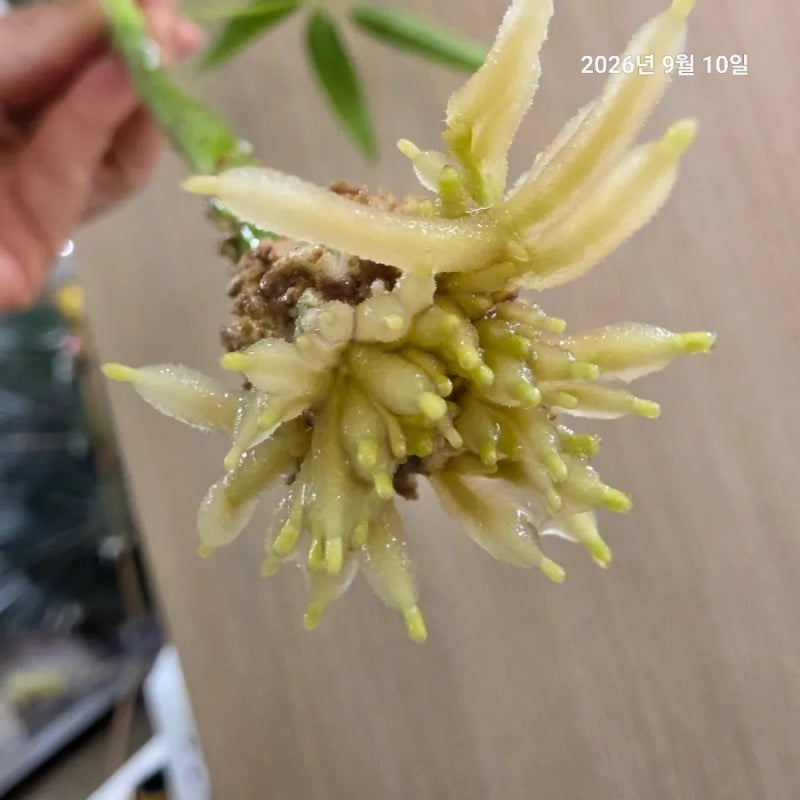 대나무홍콩야자 물꽂이 | 70일째, 이제는 흙으로 가자