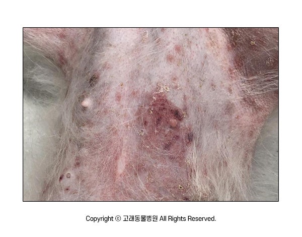 강아지 쿠싱증후군 증상 배 불룩 나온다면? 원인부터 검사·치료비까지 정리