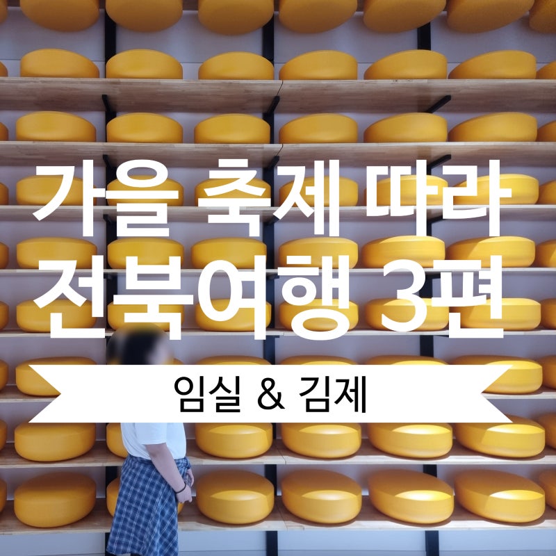 즐길거리 가득 가을 전북 여행 3편_임실&김제 | 2025 임실N치즈축제 & 김제지평선축제 방문후기....