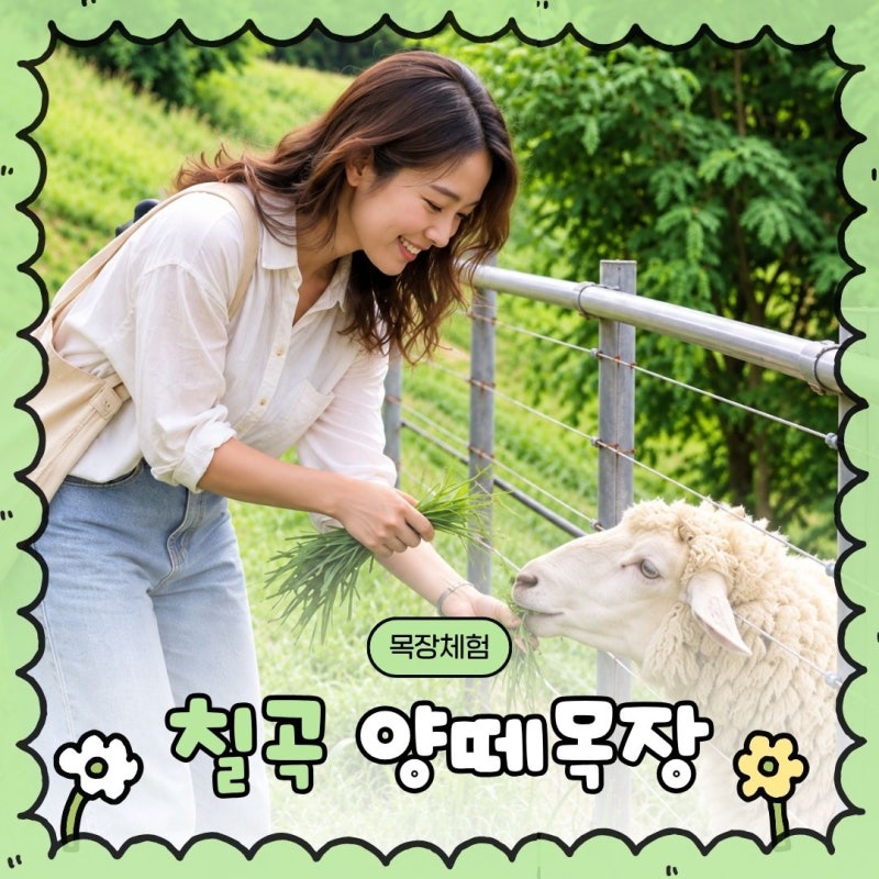 양들이 코앞까지 다가오는 곳! 대구 근교 칠곡양떼목장 나들이