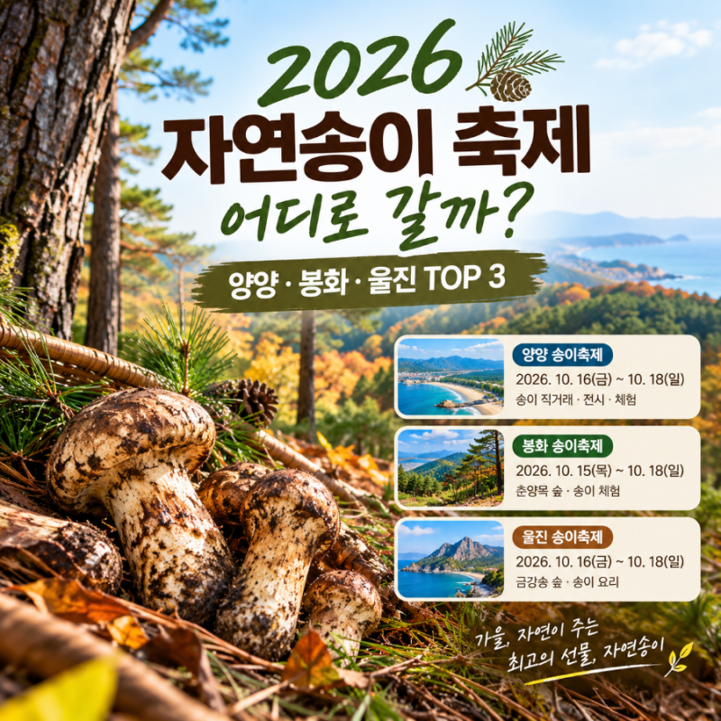 2026 자연송이 축제 어디로 갈까? 양양·봉화·울진 가을 송이축제 TOP 3