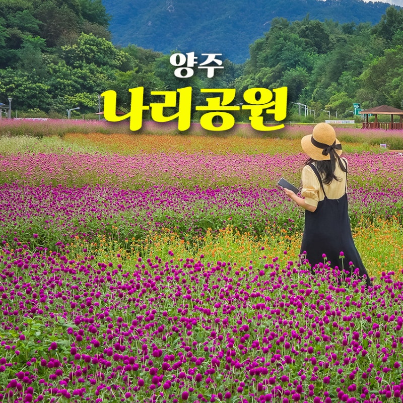 양주 나리공원 가볼만한 곳 2026 천일홍 축제 일정