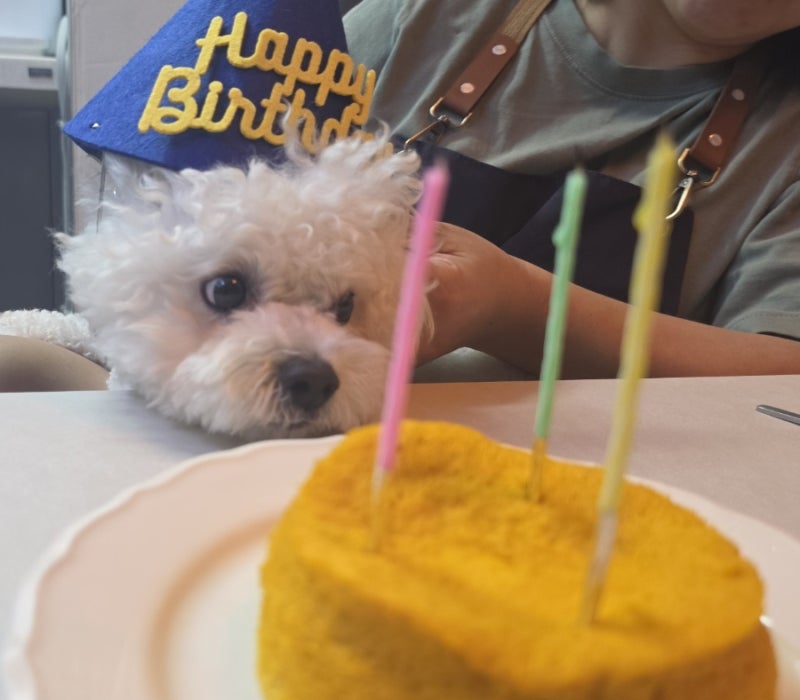 강아지 생일케이크 만들기 전자레인지로 단호박 계란 케이크 뚝딱