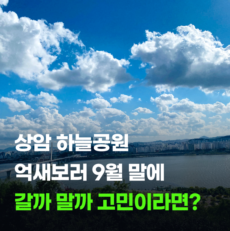 서울 억새는 상암 하늘공원 억새축제에 가야 제대로 볼 수 있어요