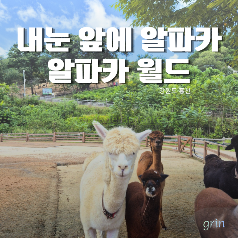 강원도에서 만나는 100마리의 알파카, 홍천 알파카월드 입장료 & 이용정보 & 주차