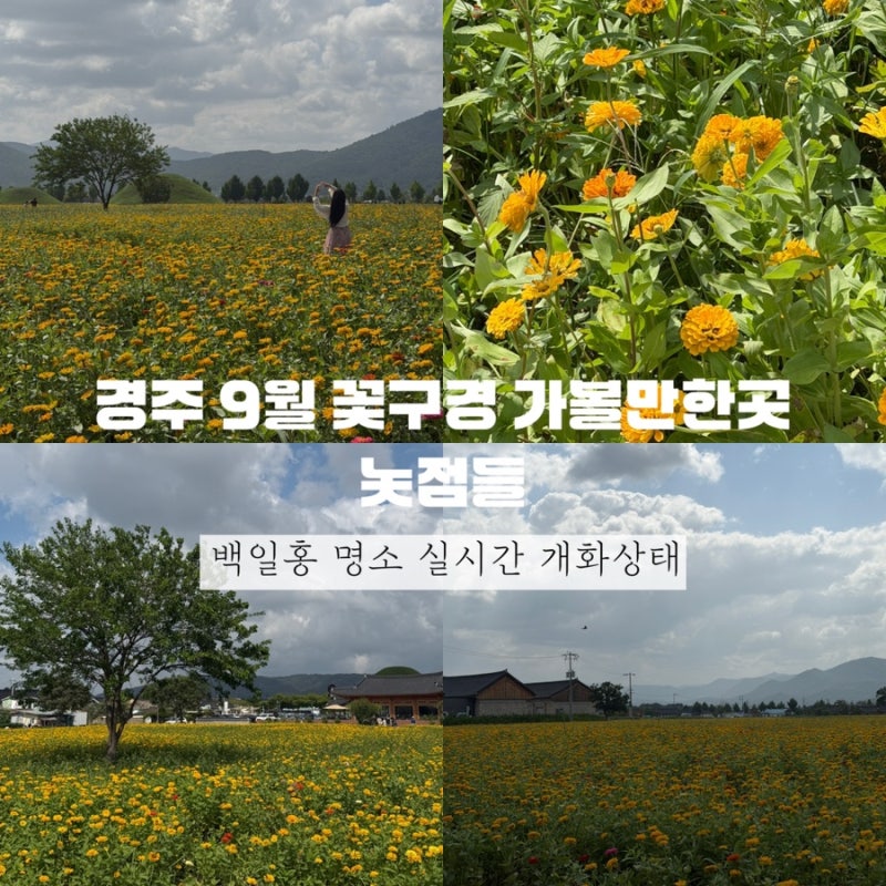 경주 9월 꽃구경 가볼만한곳 놋점들 백일홍 명소 실시간 개화상태