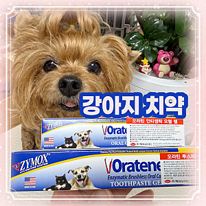 강아지 치약 오라틴 안티셉틱 오랄 젤 투스페이스트  겔