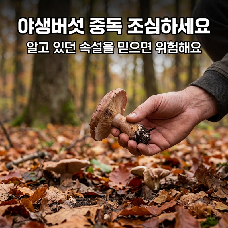 야생버섯 중독 조심하세요, 알고 있던 속설을 믿으면 위험해요